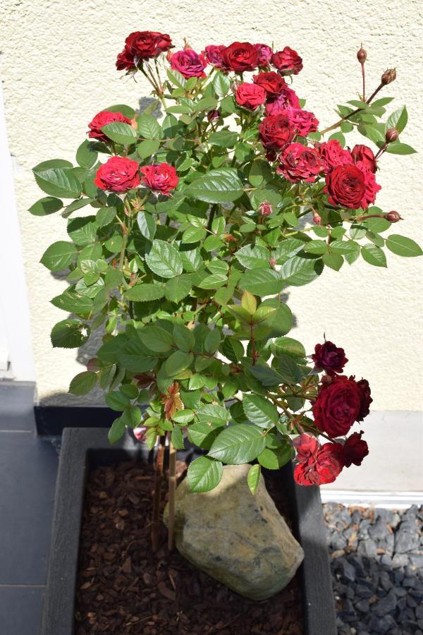 Ferienwohnung Ahrtalblick ซินซิก ภายนอก รูปภาพ